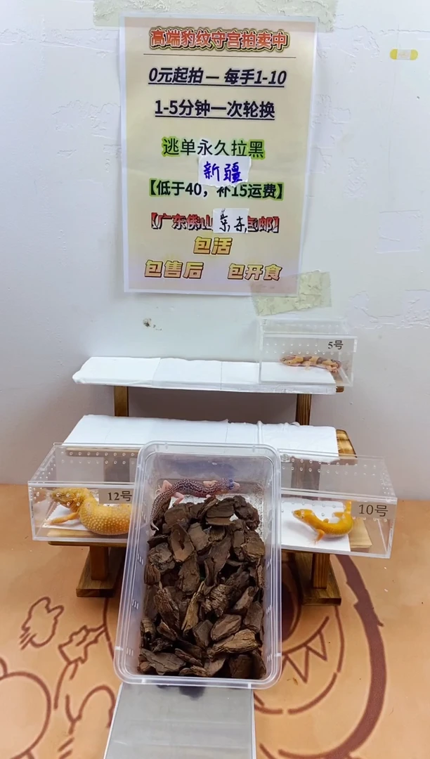 豹纹守宫豹纹守宫幼苗亚成体成体肥尾