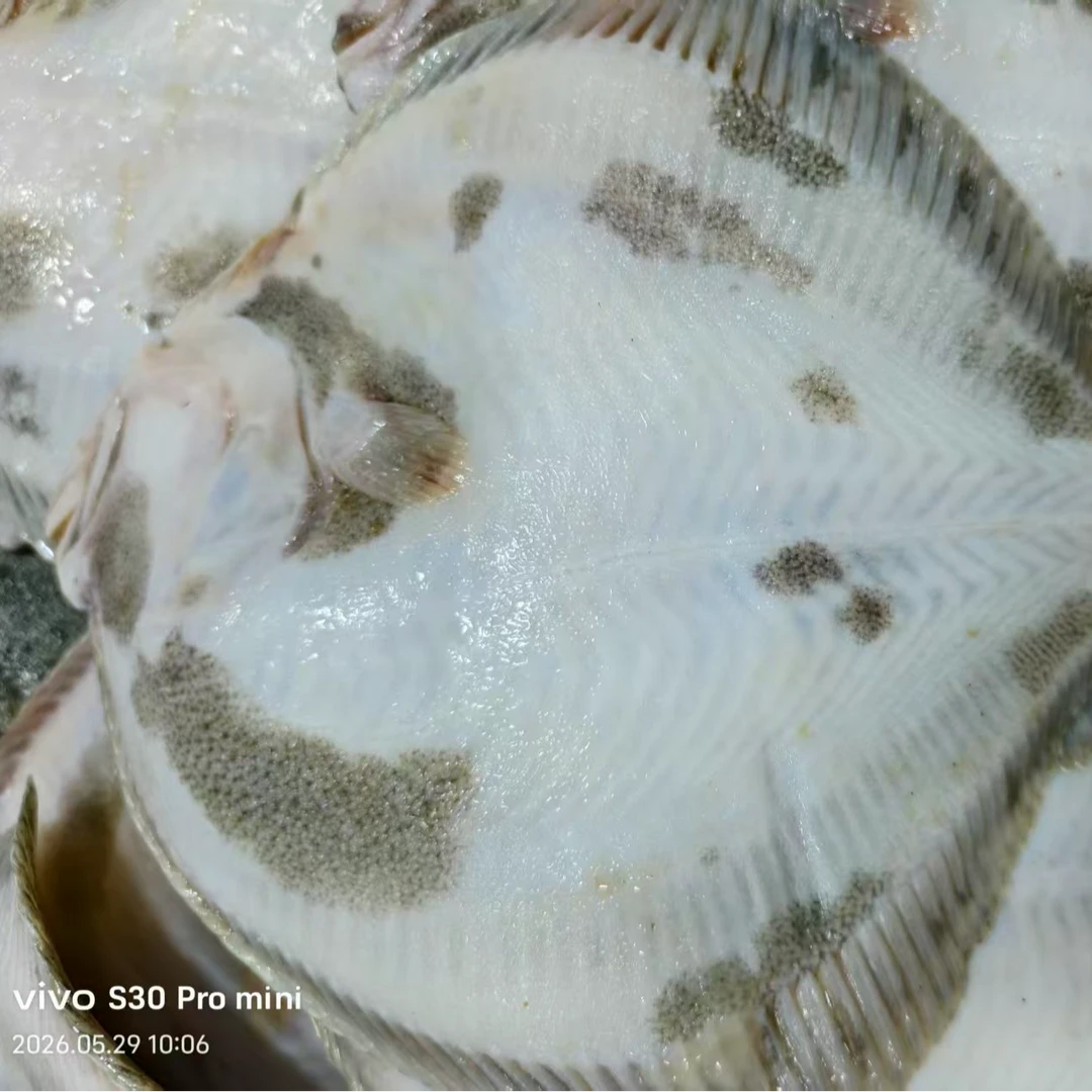 【大号多宝鱼】大号多宝鱼新鲜海鱼扁鱼深海水产肉质鲜美 5-10斤装