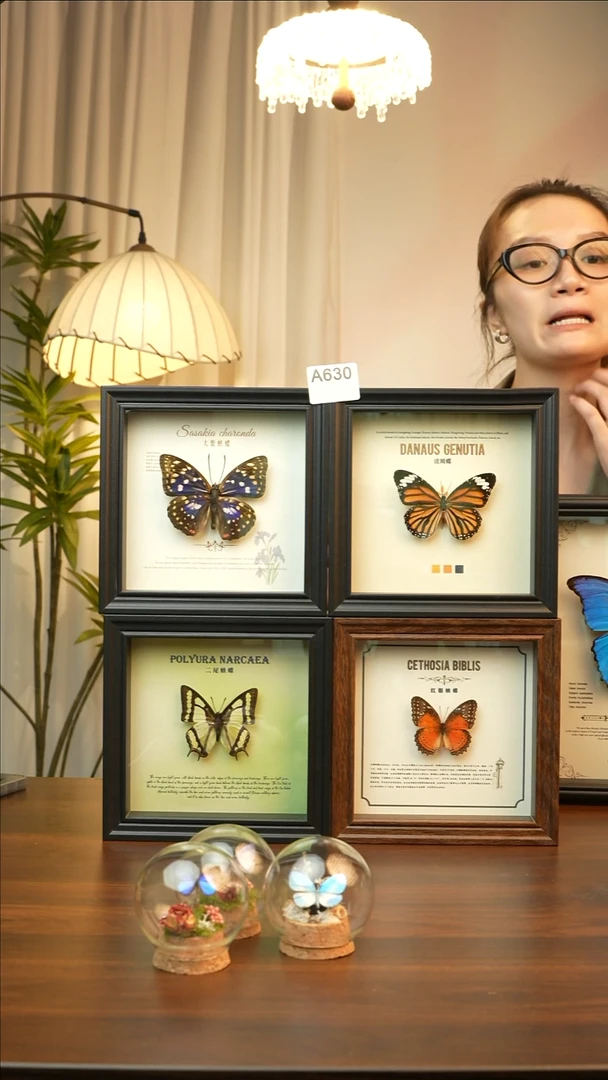 4个蝴蝶组合6寸A630