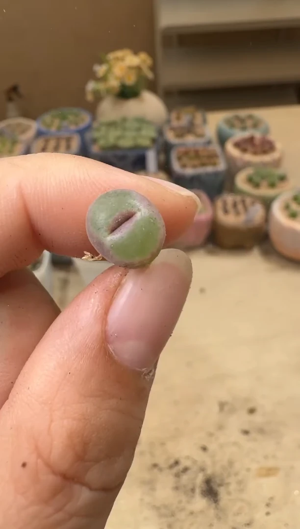 宝*8-151多肉植物肉锥