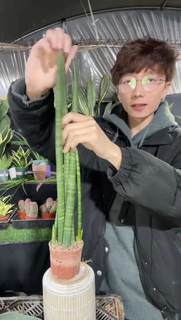 【闪购商品】3根佛前香带盆土12.8