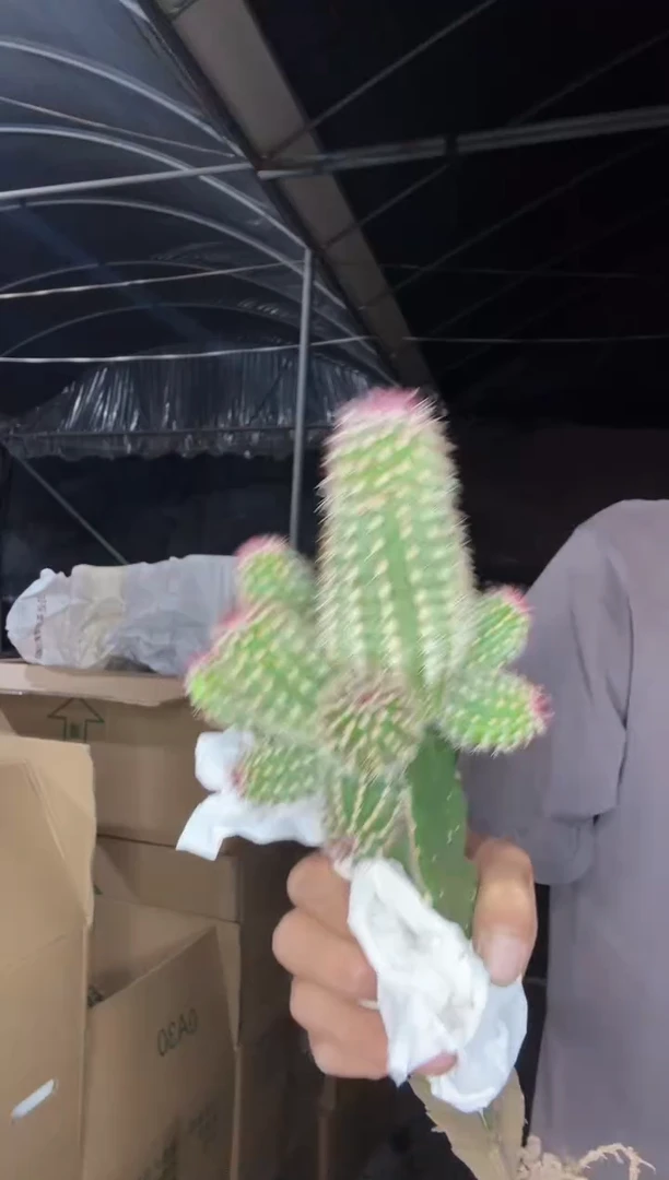 青花虾带柱子=========