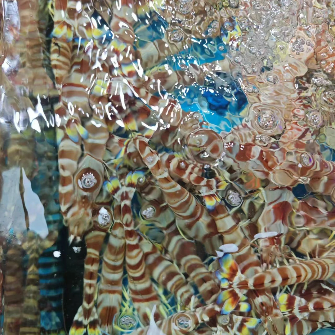 （鲜活花虾）默认鲜活打氧 同城小时到家会有个别死亡，介意慎拍