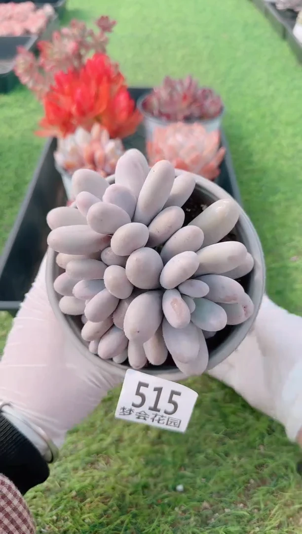 【闪购商品】梦会多肉一物一拍