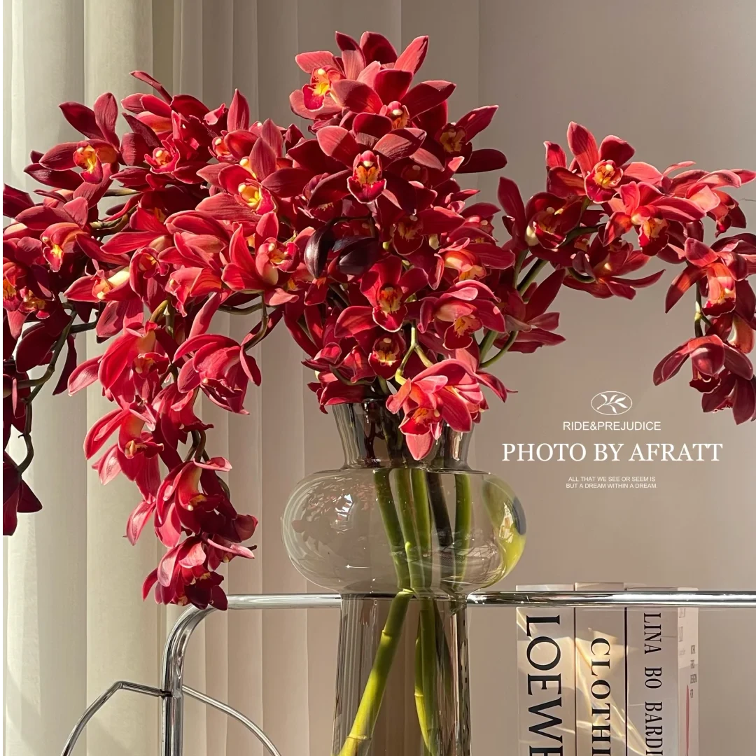 【红宝石】大花蕙兰年宵花大花蕙兰鲜切花  超长待机 云南好养