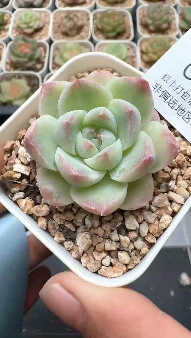 754C云禹多肉植物 带盆土纸巾打包 3颗包邮