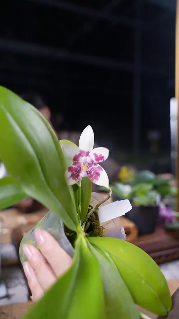 完全开放铁爪交安汶 双花剑 带花苞 爆根苗