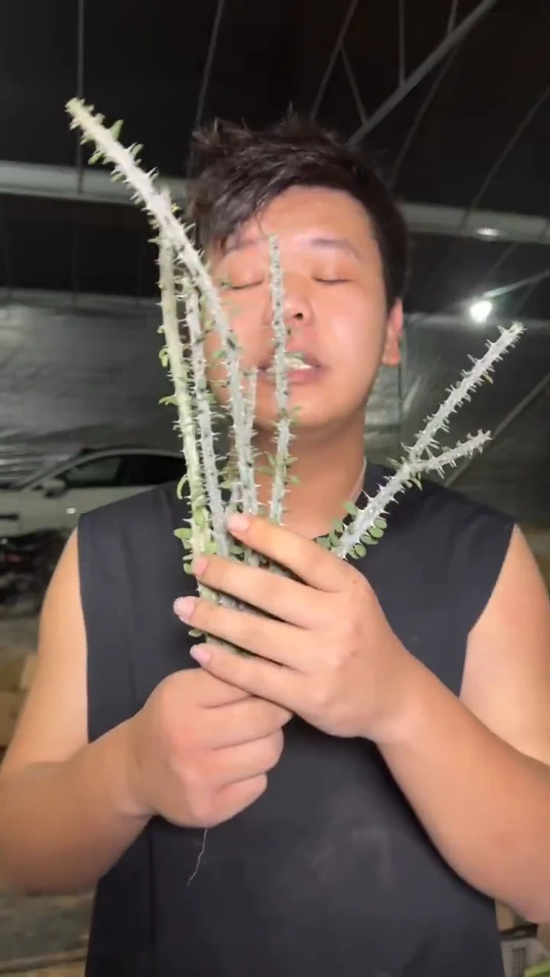 一盆 散装 亚龙木【带根】