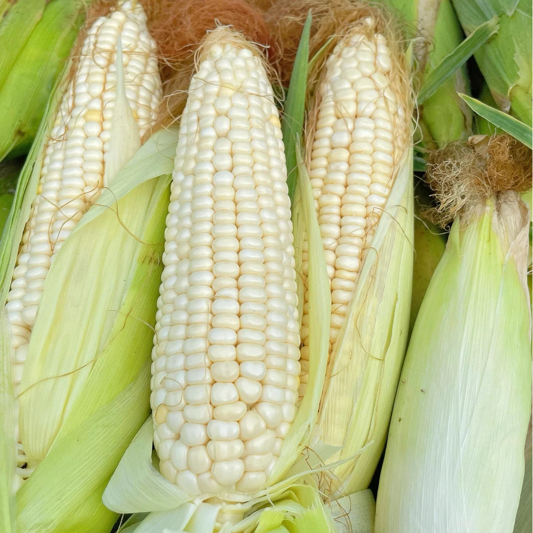 【松小溪精选玉米】软糯香甜颗颗饱满