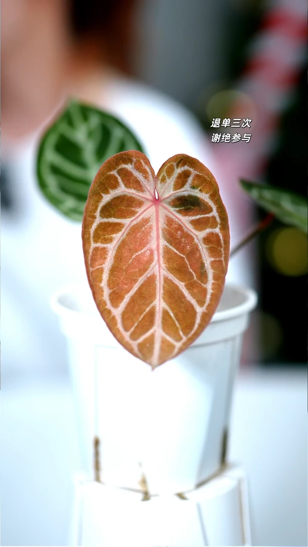5/31 07 碎琉璃2.0锦