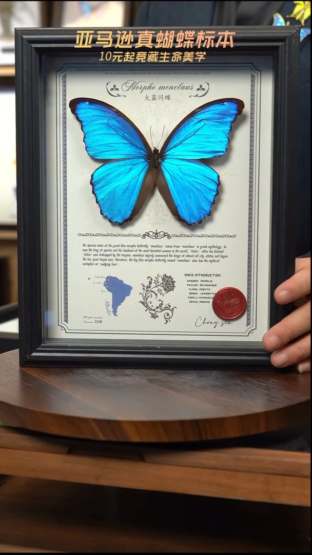 大蓝闪蝶豪华版10寸欧式框（带证书）