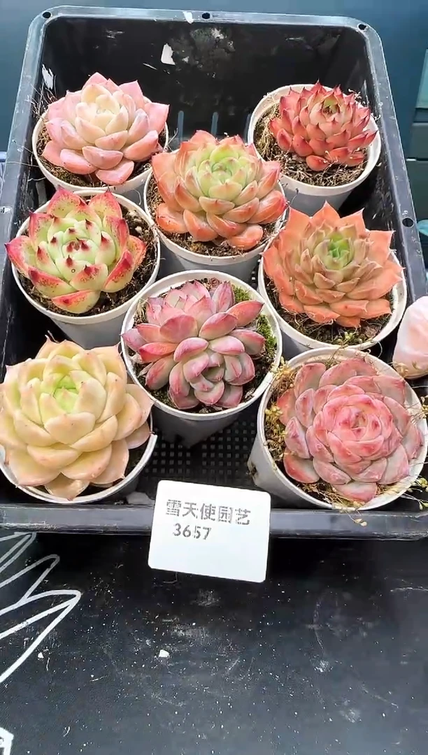 3  657  多肉  8 颗