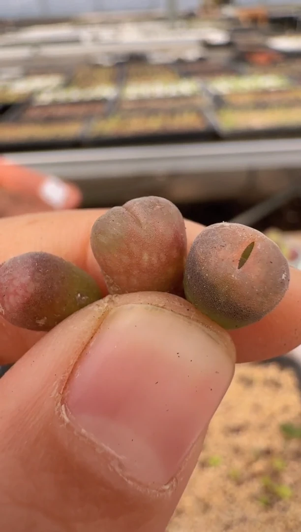 【闪购商品】9--40