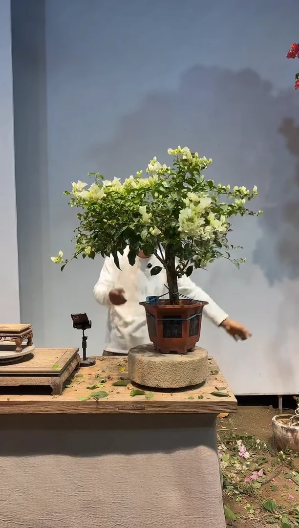 以实际为准三角梅99