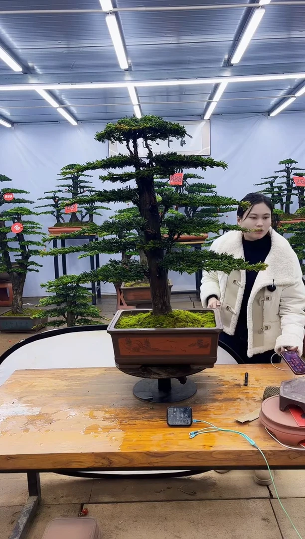 【闪购商品】高端盆景一物一拍，所见即所得