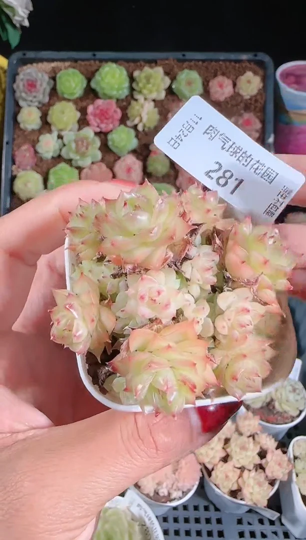 1124-281群生不包整