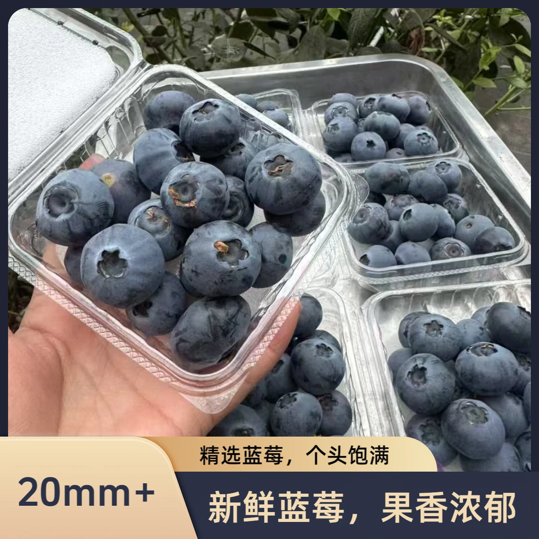 精选大果正宗当季头茬蓝莓产地现摘顺丰发货宝宝孕妇新鲜水果包邮