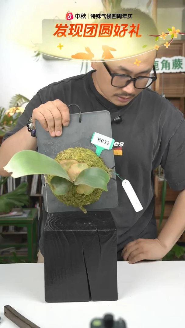 不开花植物B032-佩特拉花园#1