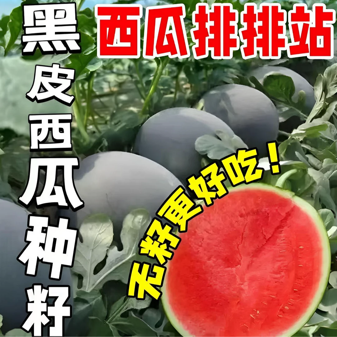 【黑皮无籽西瓜种子】懒汉巨型黑龙无籽西瓜种子特大高产早熟薄皮