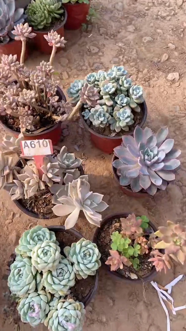 A610闪购清风花木兰多肉组合脱土发货