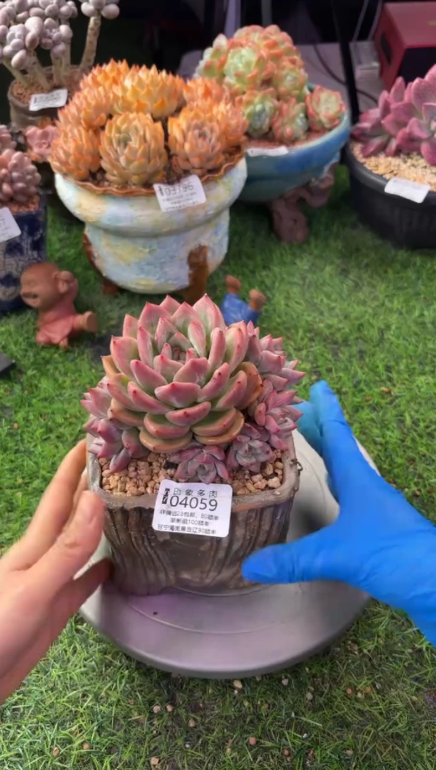 昆明印象多肉04059