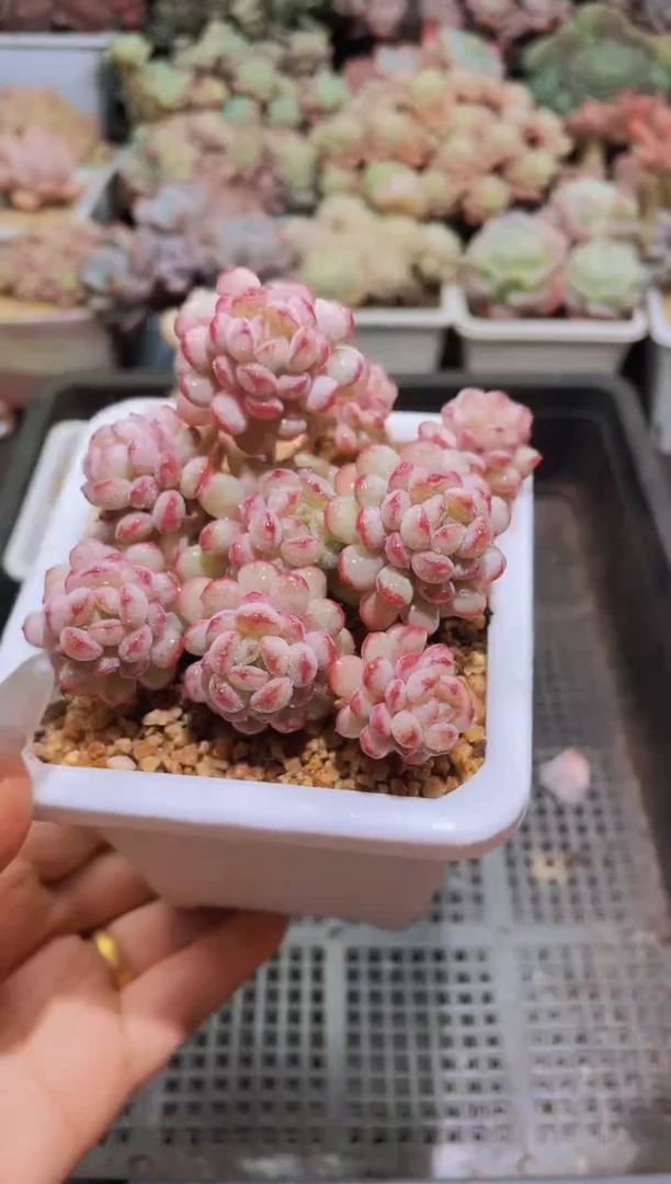 【闪购商品】172小红蛋大群