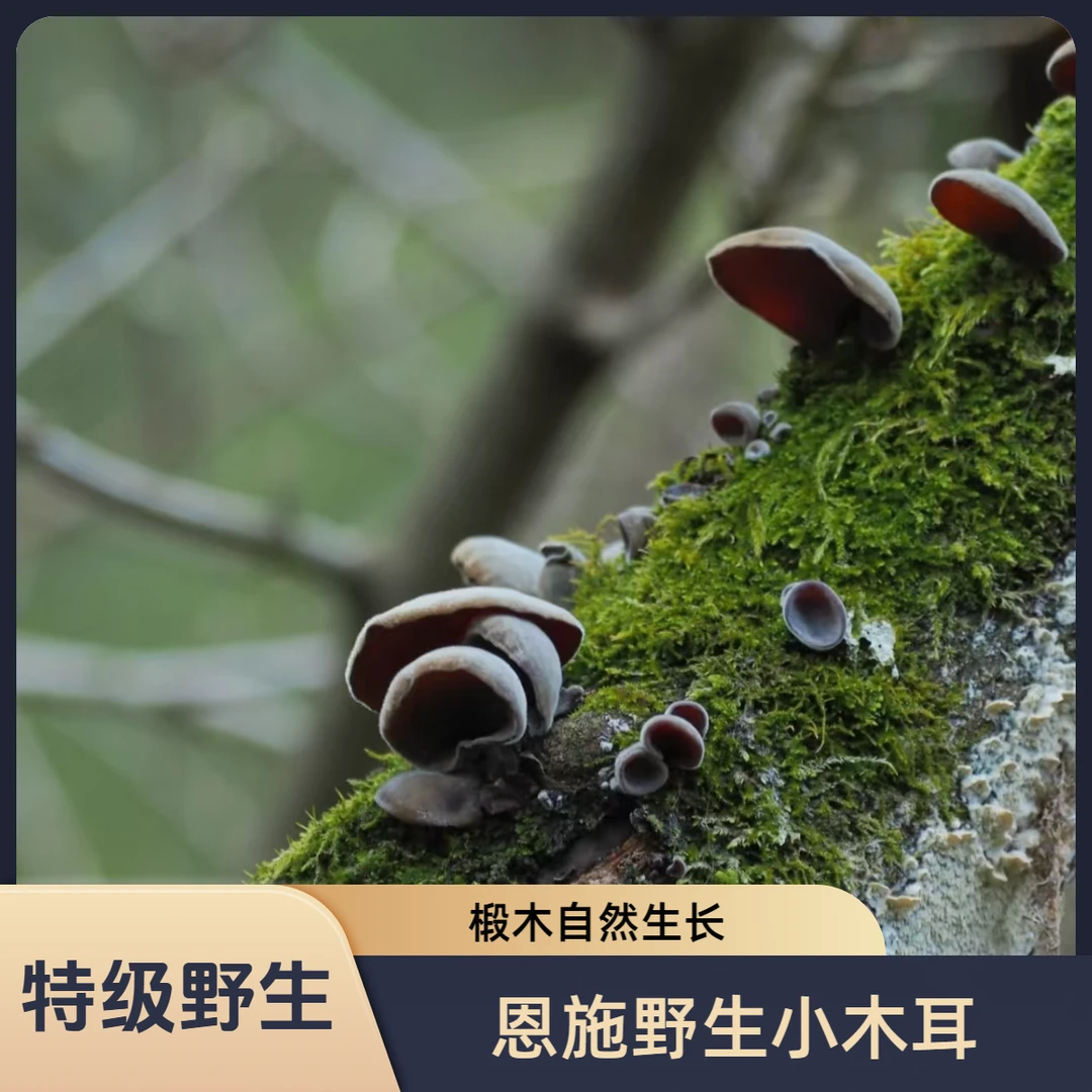 九儿菇凉 恩施小木耳250g袋