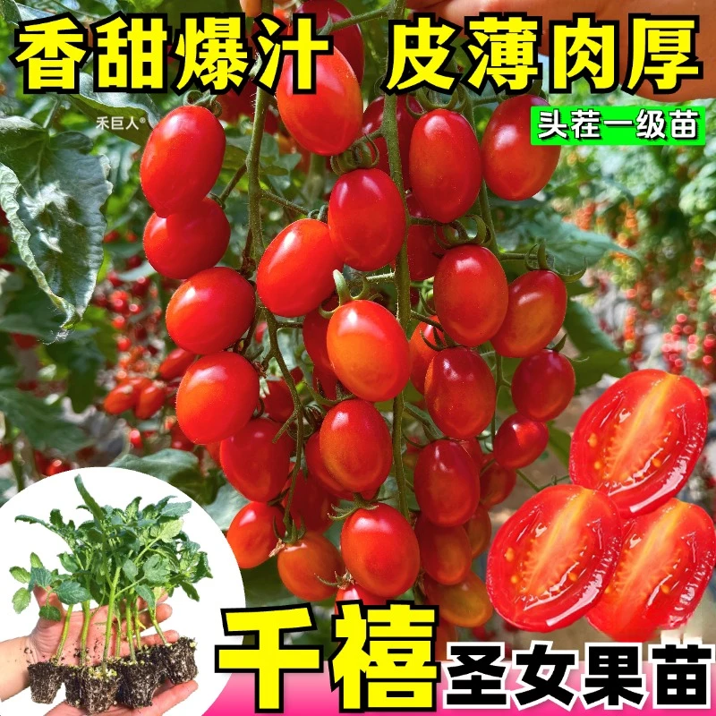 爆甜千禧圣女果苗秧苗正宗超甜薄皮小番茄种子四季阳台盆栽蔬菜苗