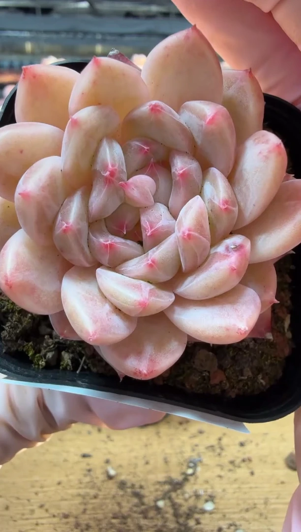 东云多肉园三店-122