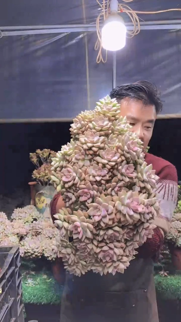127淡雪缀化一物一拍