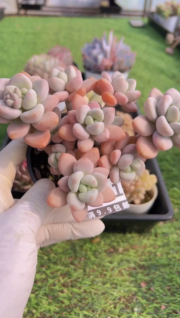 【闪购商品】信福多肉一物一拍