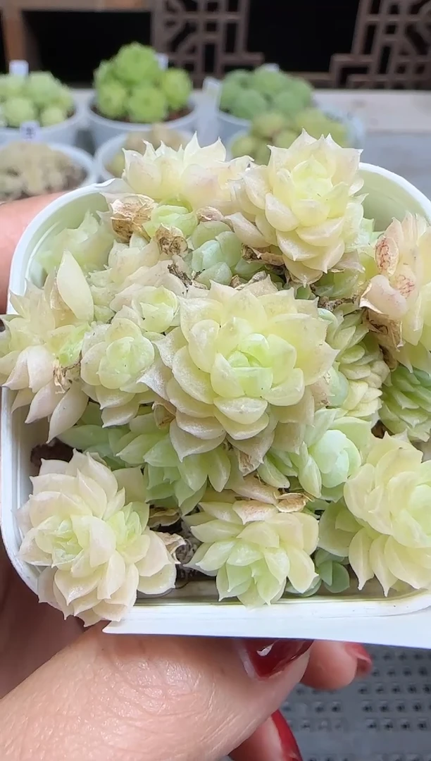 1105-461麦秆群不包整