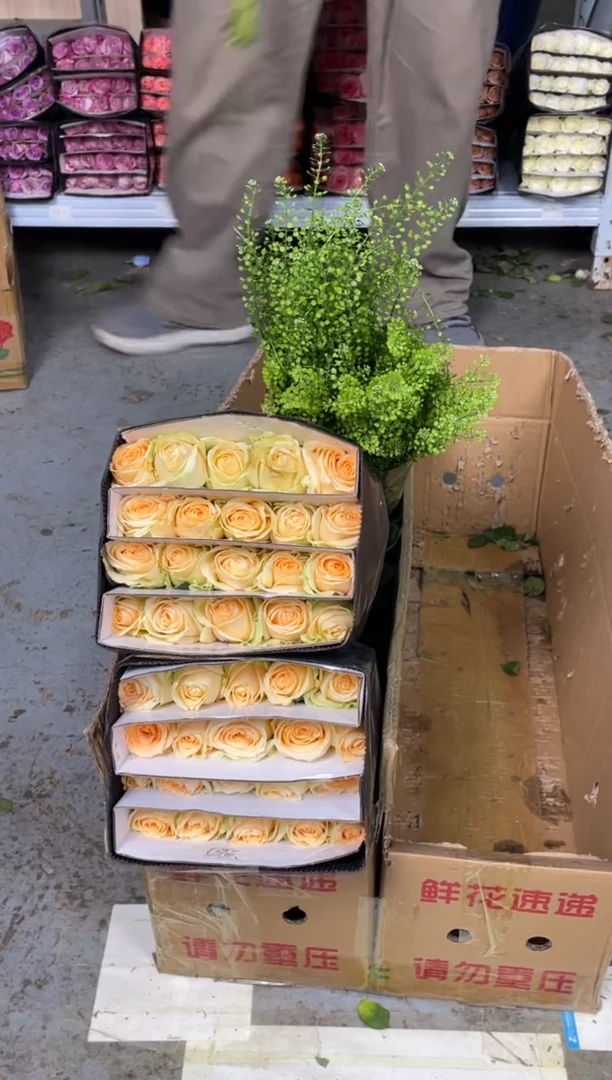 香槟3扎+绿林草