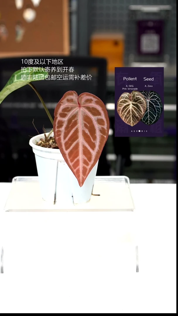 完全开放034-粉柠檬红