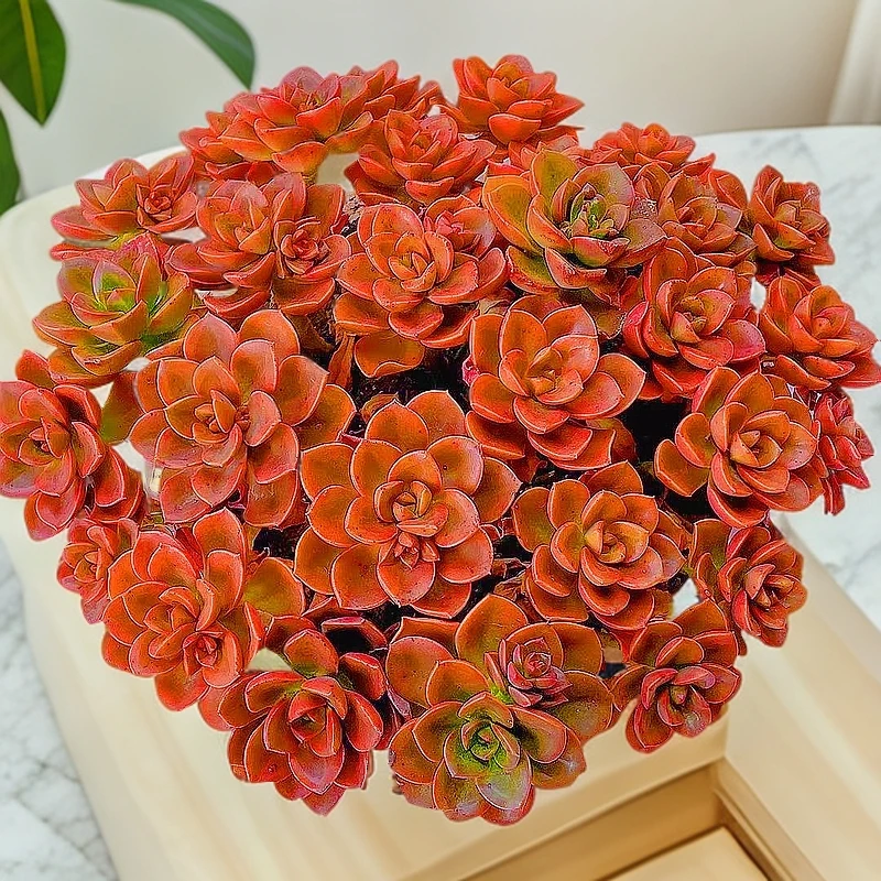 大盆红酒玫瑰越晒越红精品多肉植物办公室阳台好养带盆带土发货