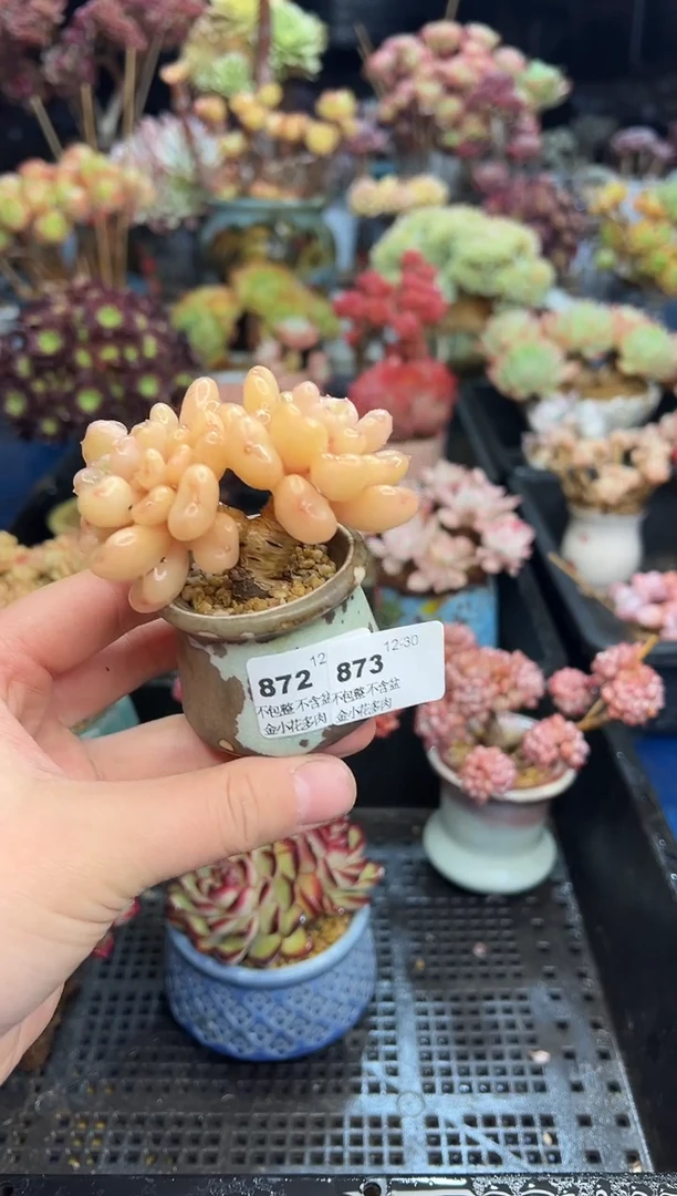 【闪购商品】873花盆