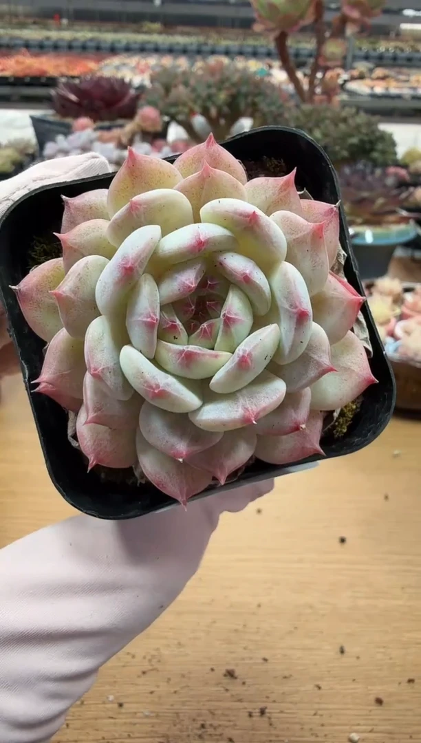 东云多肉园二店-72