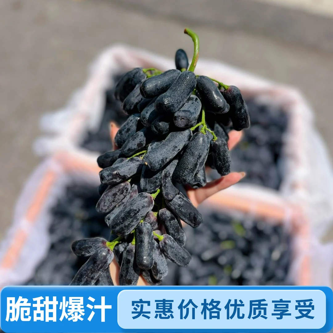 【韩美丽专属】云南金手指黑提 脆甜多汁 颗颗爽口 新鲜应季