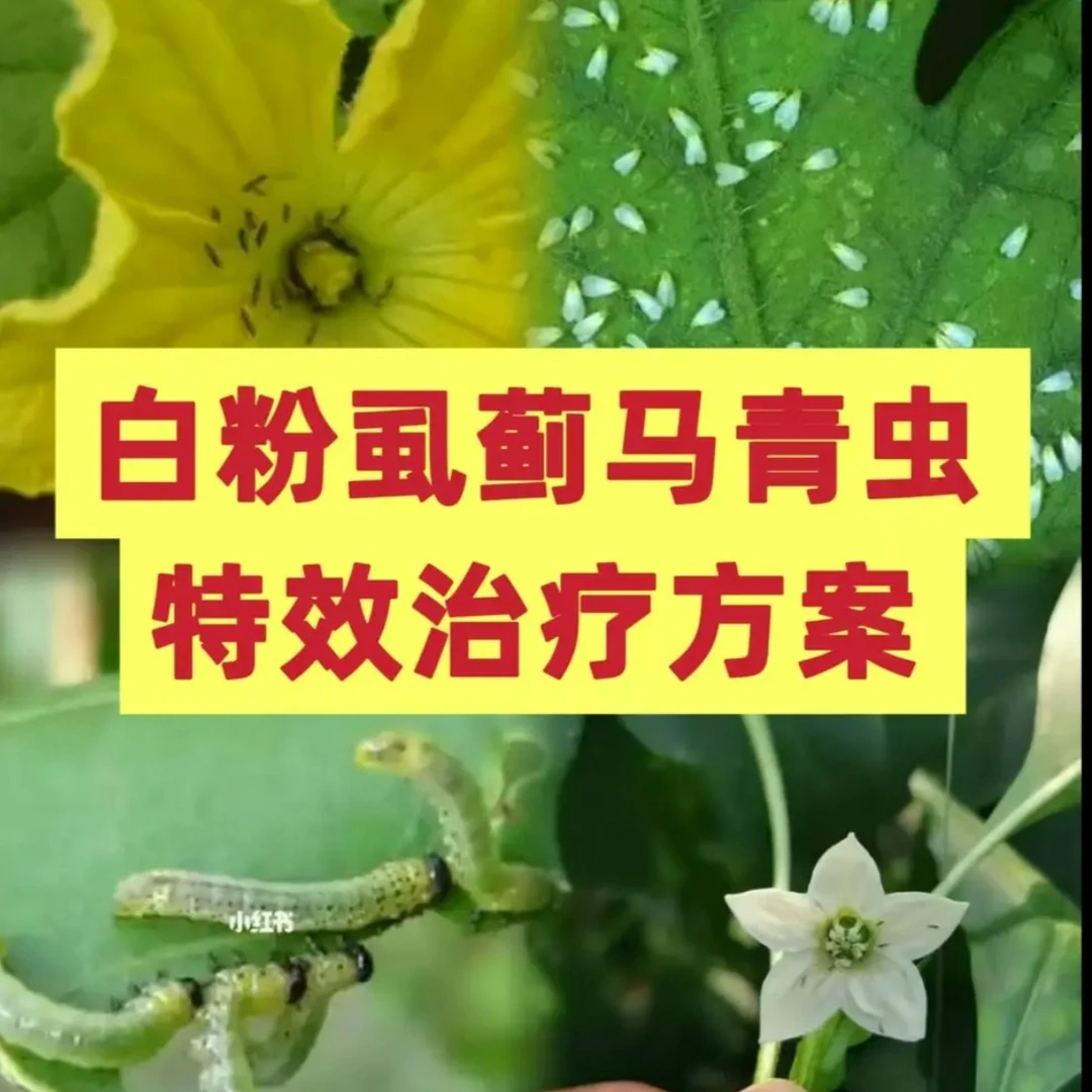 抗性蓟马青虫白粉虱治疗方案水溶肥料