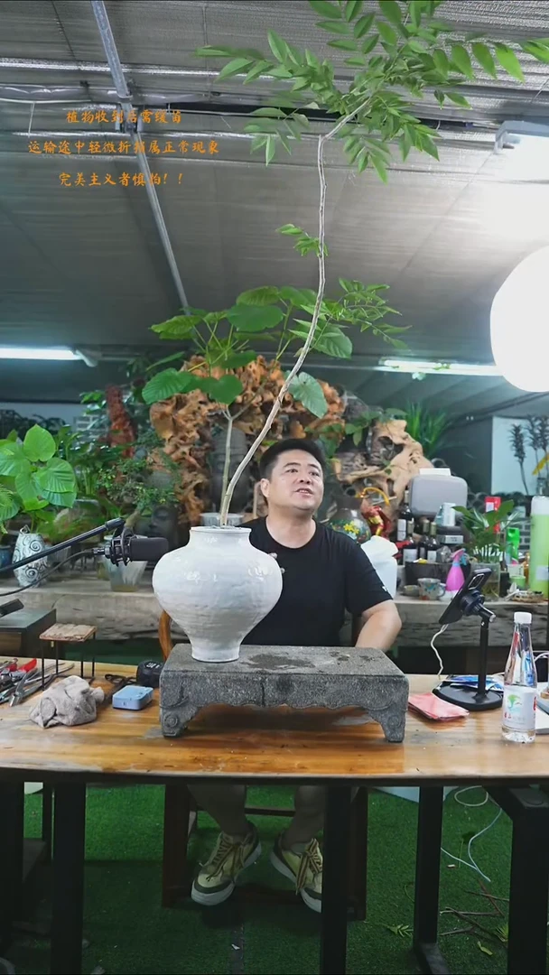 完全开放黄花梨153+