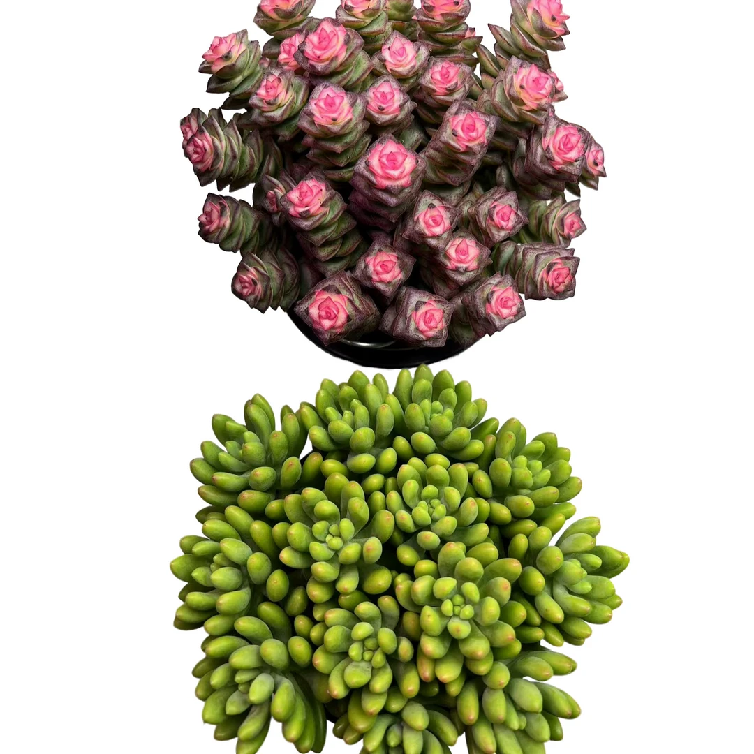 钱多多+香香春萌带盆带土室内阳台庭院盆栽多肉植物