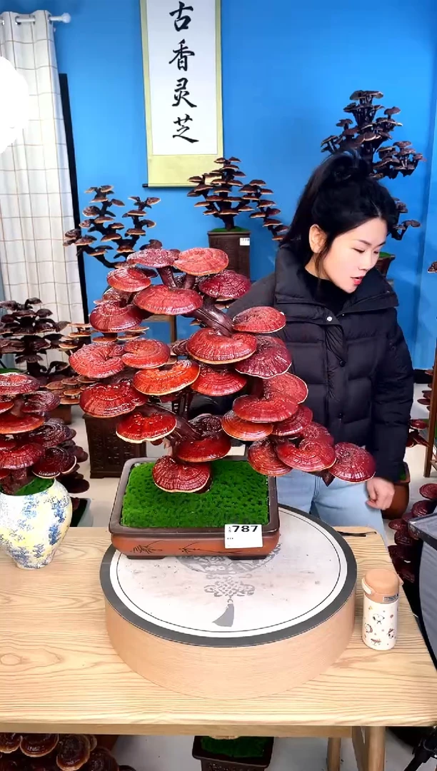 灵芝盆景888888888