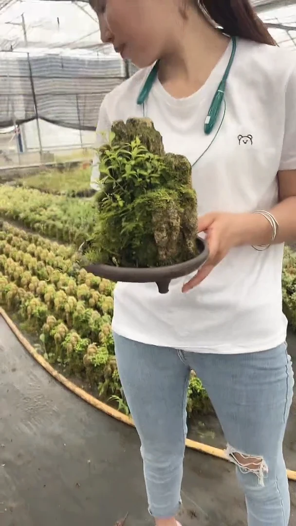 无花朵假山 满天星 盆景