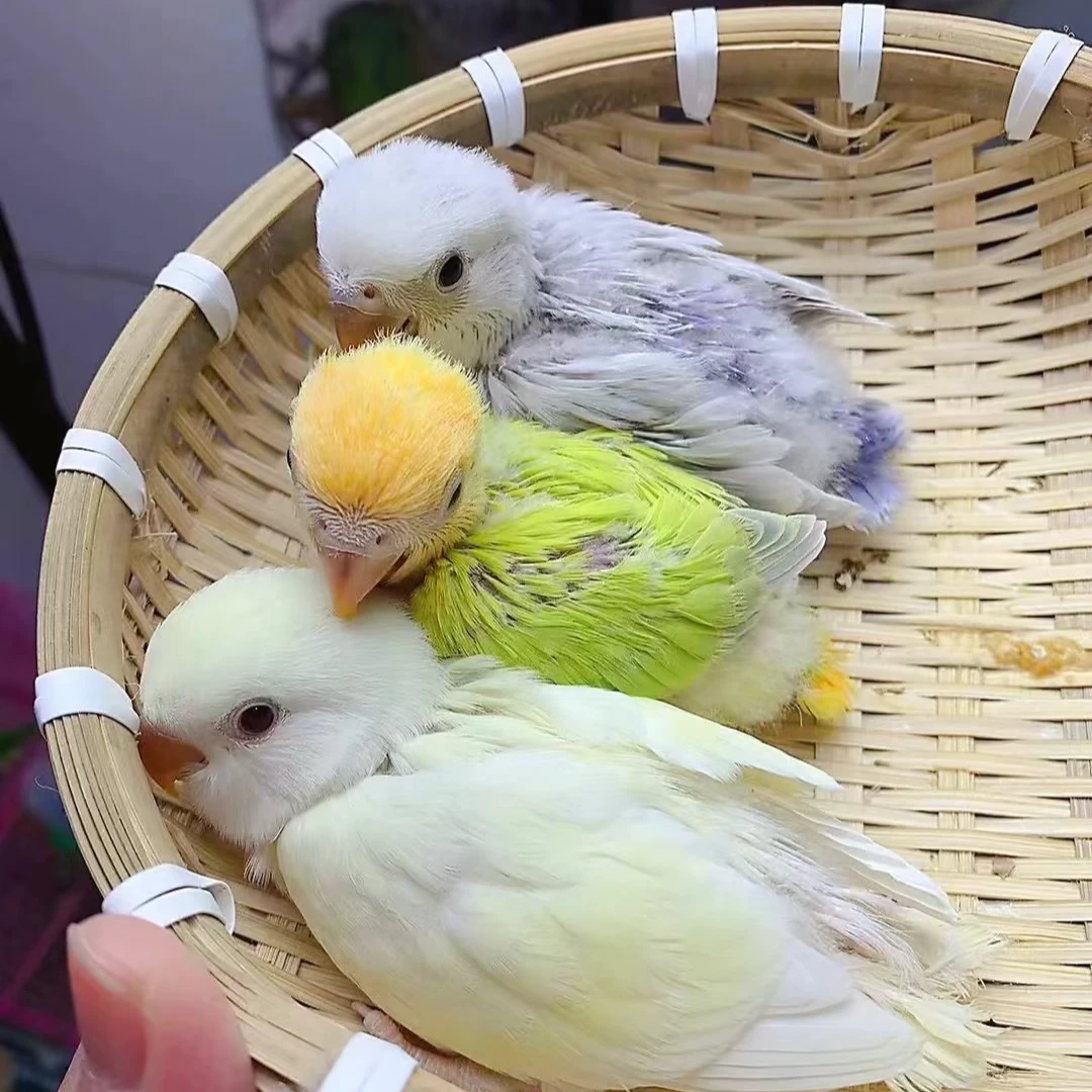 棕头手养活体牡丹幼鸟 亲人粘人的家养小宠物