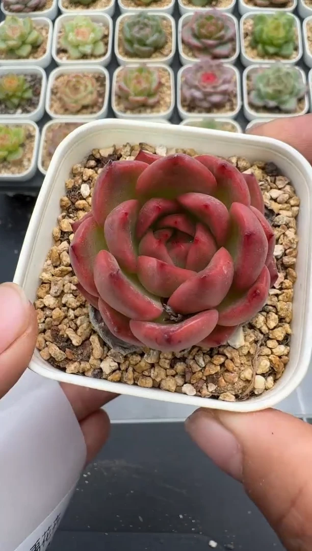486E云禹多肉植物 带盆土纸巾打包 3颗包邮