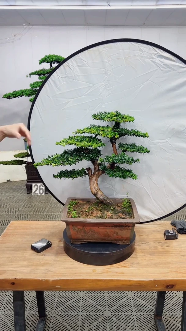 无花朵造型盆景一物一拍