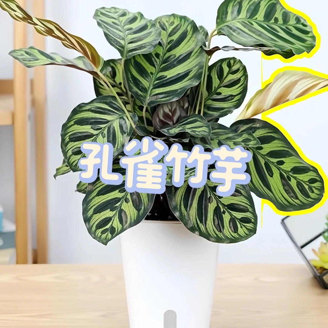 【精品孔雀竹芋】室内彩叶