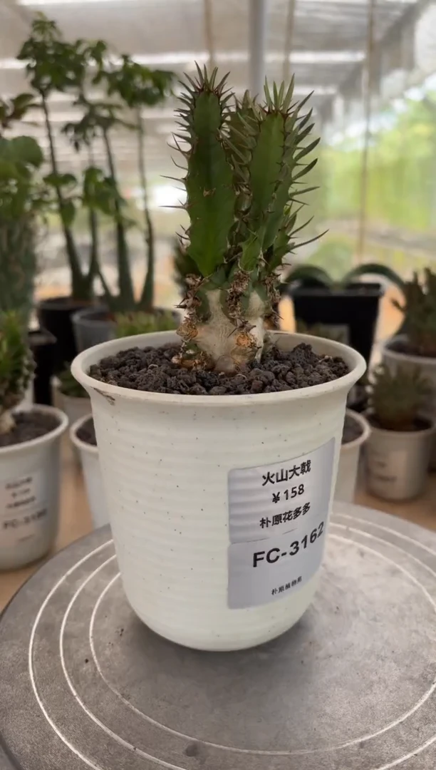 火山大戟FC-3162