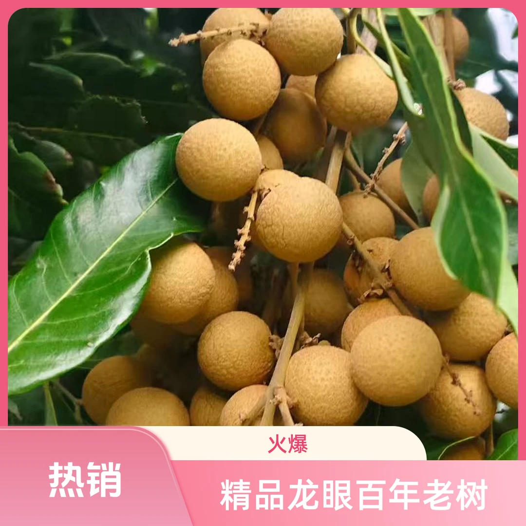 【精品老树果】泸州产地新鲜现摘石硖储良龙眼桂圆爆甜多汁当季水果