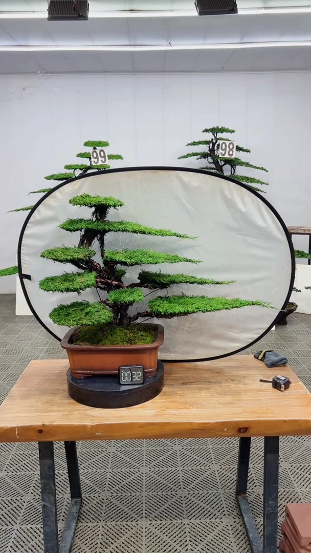 无花朵造型盆景一物一拍